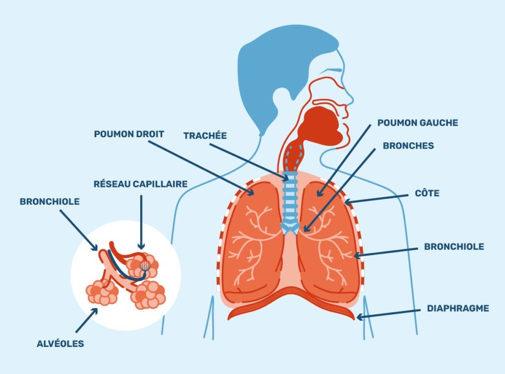 schema Le système respiratoire et son fonctionnement