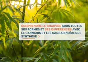 Comprendre le chanvre sous toutes ses formes et ses différences avec le cannabis et les cannabinoïdes de synthèse